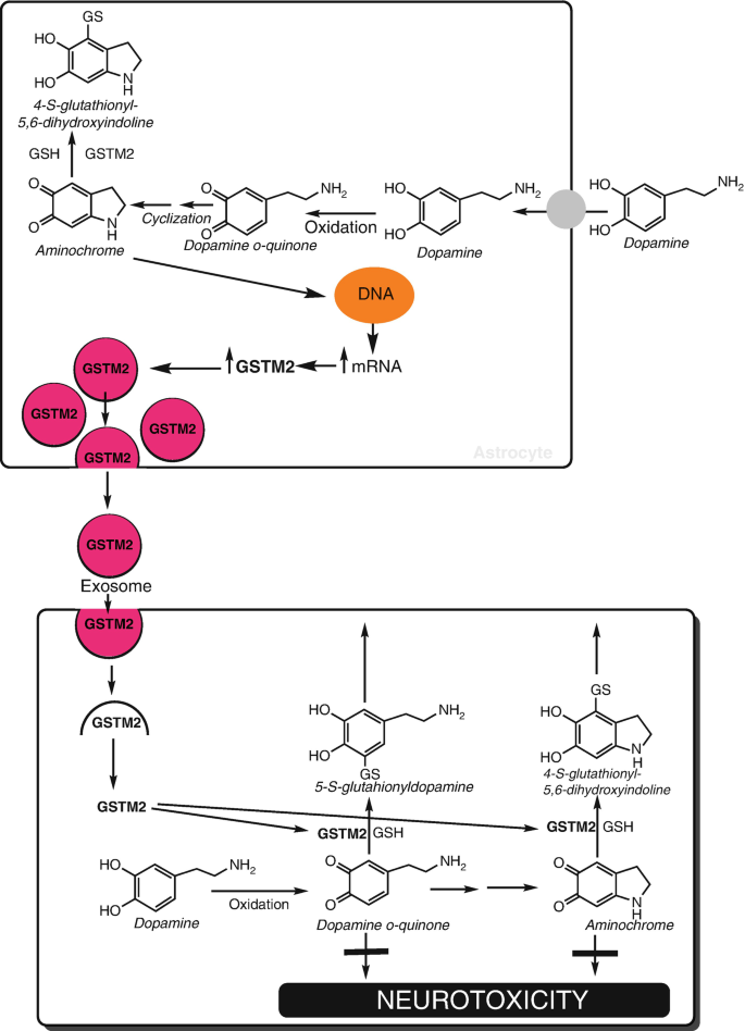 glutathione dopamine Dopamine and L-Dopa as Selective Endogenous Neurotoxins