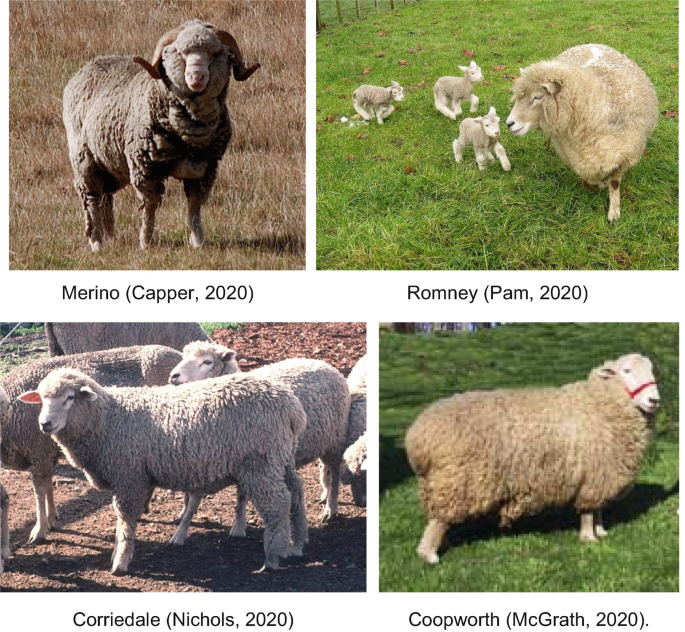 Pure new wool, merino lamb's wool or shetland wool – what's the differ –  Ambunti Warehouse