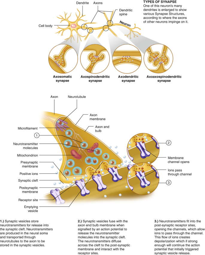 A diagram illustrates the axosomatic, axospinodendritic, axodendritic, and axoaxospinodenditric synapses of a neuron. Below is a diagram where the inner components of a synapse are labeled and provided with detailed information.