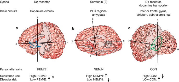 A set of three brain illustrations for the brain of different genes have different brain circuits and personality traits. All the details are listed in a table form.