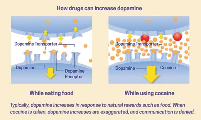 A set of two images of how drugs can increase dopamine. a. While eating food. It produced dopamine and dopamine receptor. b. While using cocaine. It produced dopamine and cocaine.