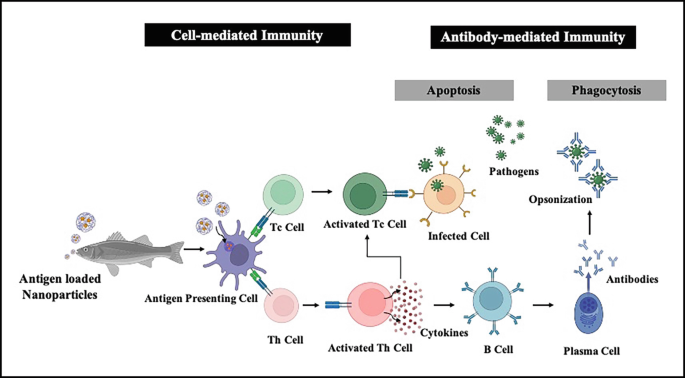 A flow diagram of cell mediated immunity and antibody mediated immunity. Antigen loaded nanoparticles from fish is released to antigen presenting cell such as T c cell and T h cell. The activated t c cell s injected to infected cell releases pathogens. The activated t h cell s injected to B cell. This phase is called apoptosis. The b cell is sent to plasma cell and releases antibodies. The antibodies surround pathogen called opsonization. This phase is called phagocytosis.