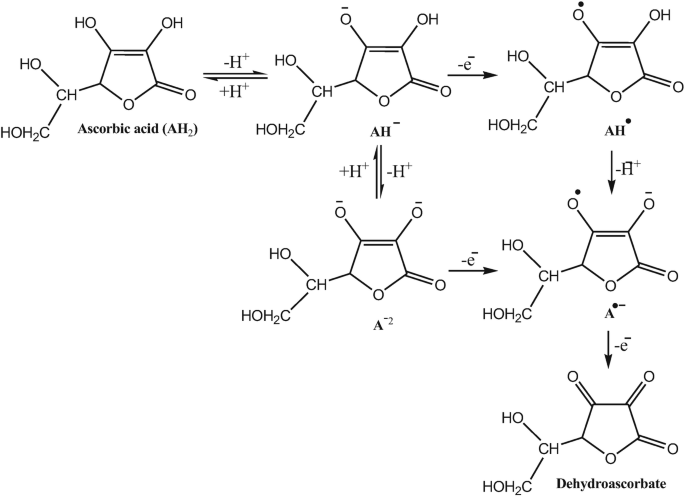 The schematic representation of the synthesis of dehydroascorbate using ascorbic acid. The intermediate products include A H negative, A H dot, A negative 2, and A dot negative.