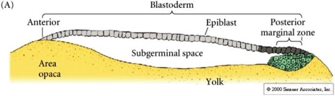 A diagrammatic representation of the formation of the hypoblast and preparation for gastrulation. The anterior and posterior marginal zones of blastoderm with epiblast at the center are above the opaca and yolk. Subgerminal space is between them.