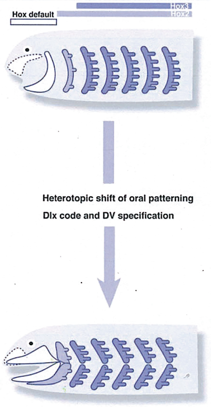 Two diagrammatic representations of the heterotopic shift of oral patterning d i x code and D V specification. A has a single jaw, and B has an upper and a lower jaw.