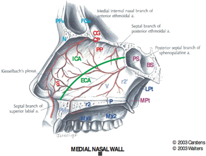 A diagrammatic representation of the medial nasal wall. Kiesselbach's plexus, septal branch of the superior labial artery, medial internal nasal branch of the anterior ethmoidal artery, septal branch of the posterior ethmoidal artery, and posterior septal branch of the sphenopalatine artery are labeled.