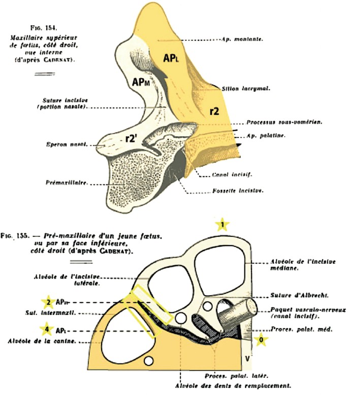 Two diagrammatic representations of premaxillary field anatomy with regions of A P subscript L, A P subscript M, r 2, r 2 prime, and V. The parts are labeled in a foreign language.