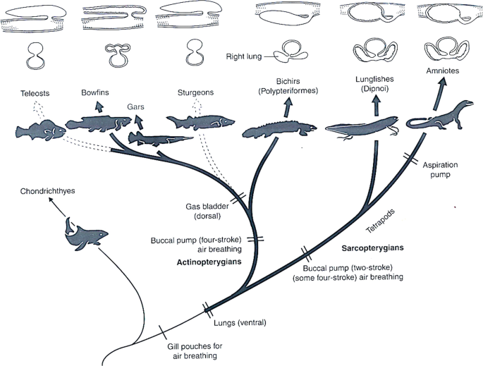 A phylogenetic tree for the evolution of lungs in teleosts, bowfins, gars, sturgeons, bichirs, lungfishes, and amniotes. The markings read gill pouches, lungs, gas bladder, buccal pump, and aspiration pump.