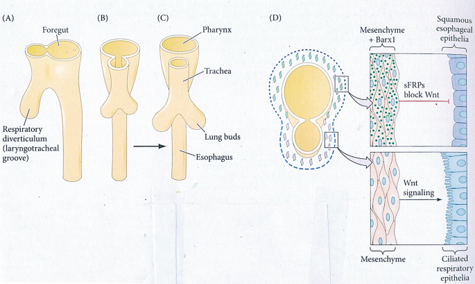 4 diagrams of the developmental stages of the trachea. On maturation, the respiratory diverticulum mesenchyme is differentiated into the epithelium of the pharynx, trachea, lung buds, and esophagus. The cross-section highlights F R P s block W n t and W n t signaling.