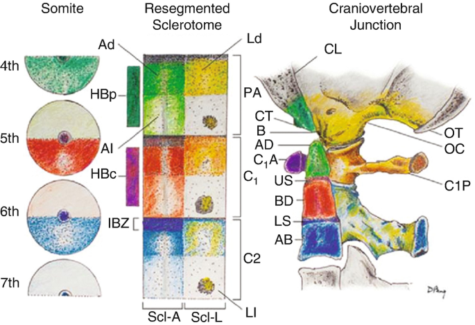 A schematic representation of the development of the craniovertebral junction. It includes the development of somite units into a fused, resegmented sclerotome.