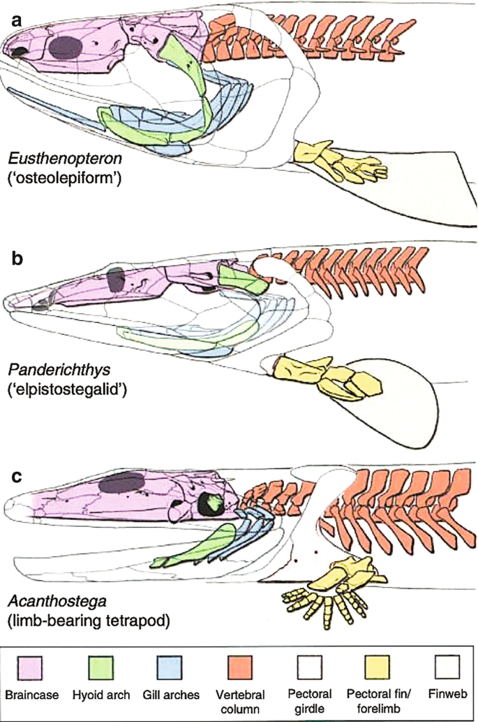 3 diagrams of the vertebral anatomy of Eusthenopteron, Panderichthys, and Acanthostega species. The diagram titled acanthostega illustrates a well-differentiated limb. Color-coded regions illustrate the braincase, hyoid arch, gill arches, vertebral column, pectoral girdle, pectoral fin, and finweb.