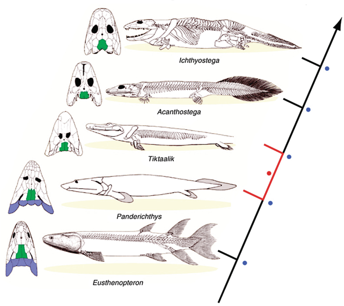 A phylogenetic tree of the development of pectoral girdle. The species in the order of phylogenetic development are Eusthnopteron, Panderichthys, Tiktaalik, Acanthostega, and Ichthyostega.