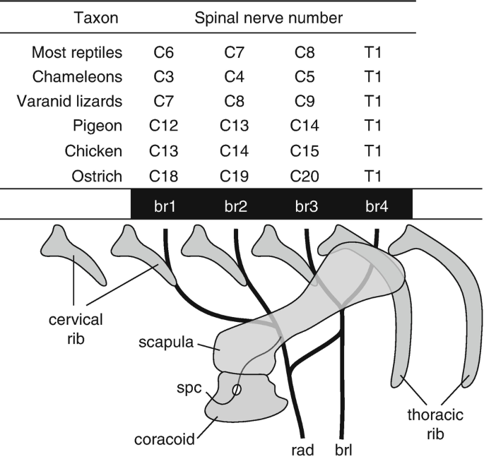 A table with column titles for taxon and spinal nerve number. A diagram of the ribs and brachial plexus is provided below. The 4 brachial plexuses pass in between the ribs and fuse below the spine.