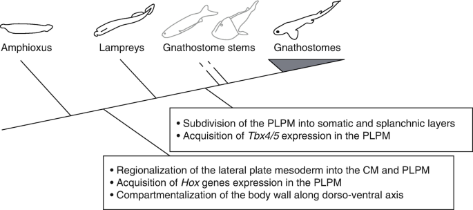 A phylogenetic tree of the evolution of the lateral plate of mesoderm. The different species formed during the development are Amphioxus, Lampreys, Gnathostome stems, and finally Gnathostomes.