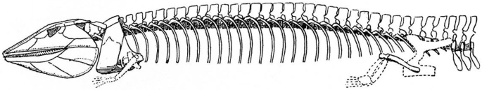 A diagram of the spine of Eogyrinus Attheney. The organism has underdeveloped forelimbs due to the fusion of the 3 cervical vertebrae with the pectoral girdle.