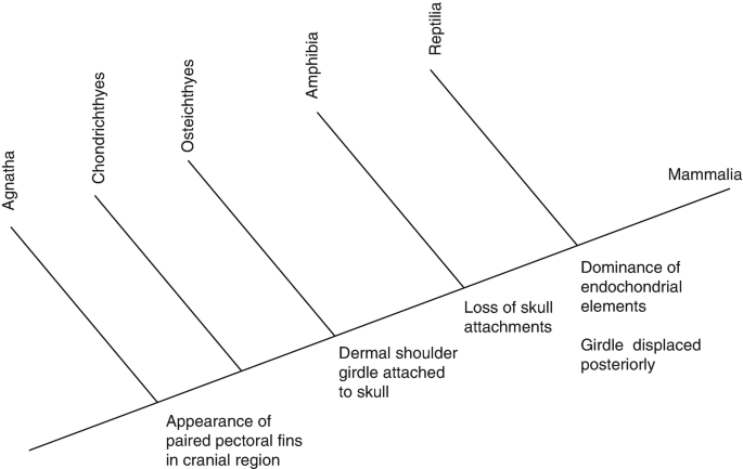 Simplified phylogeny with hypothetical steps in pectoral girdle