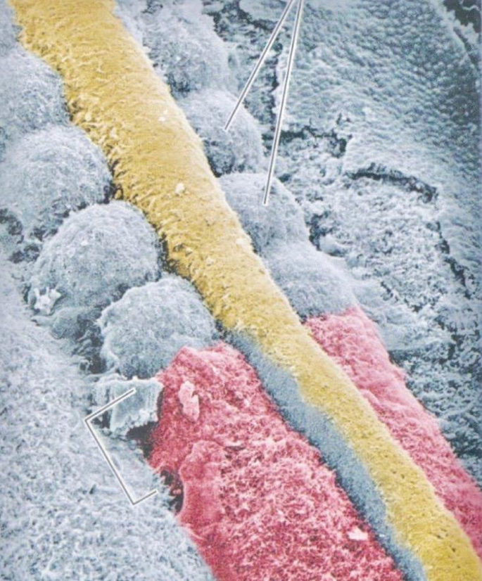 An electron microscopic image of the mesoderm of the presomite. The smaller units in the mesoderm are converted into somitomeres in the lateral regions.