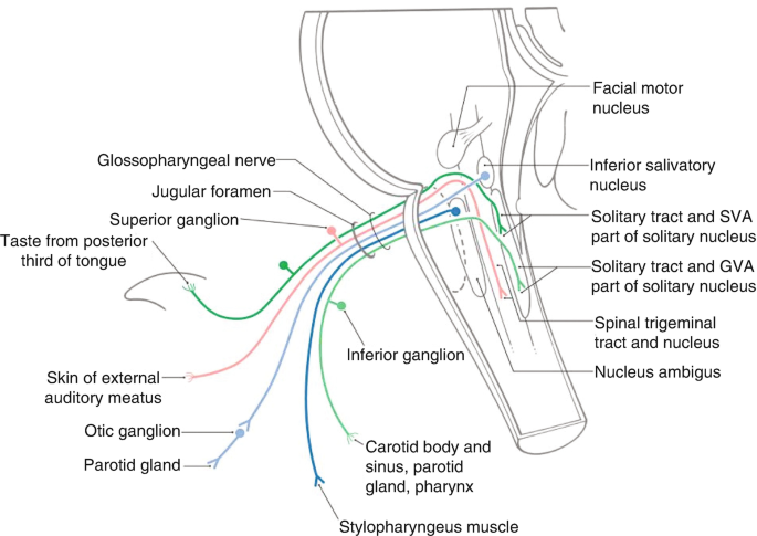 Solved The Dermis Extends Upward Between Ridges of