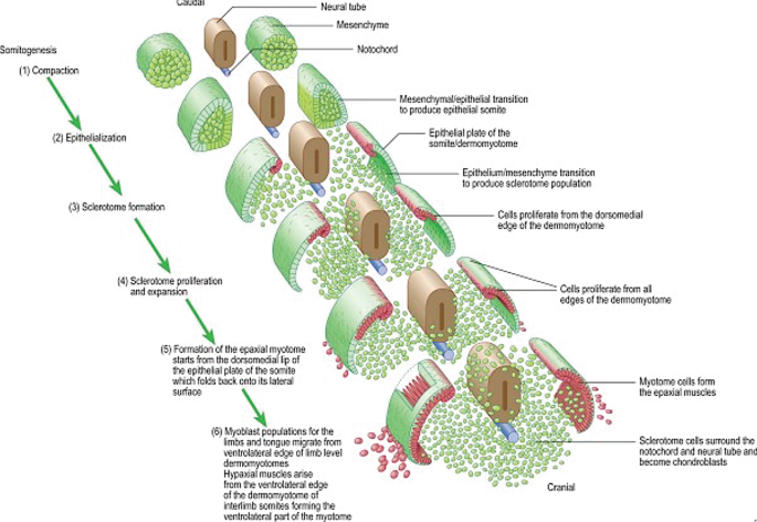 A schematic representation of somitogenesis. It involves compaction, epithelialization, sclerotome formation, sclerotome proliferation and expansion, epaxial myotome formation, and the formation of myoblast.