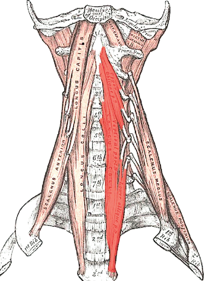 A diagram of the cervical nerve innervations of the medial motor column. The muscles with innervation are marked as the scalenus anterior, longus capitis, longus colli, and scalenus medius. The marked regions are highlighted.