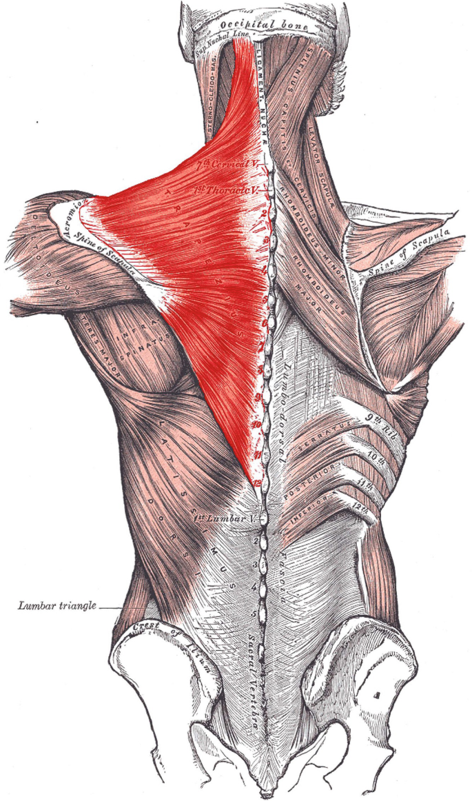 An image of the muscles in the posterior region. The spinotrapezius muscle from the shoulder extends throughout the length of the spinal cord.