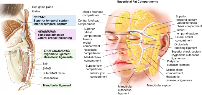 Diagrammatic representation of the normal anatomy of the mandibular