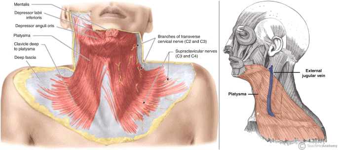 The Middle Ear - Parts - Bones - Muscles - TeachMeAnatomy