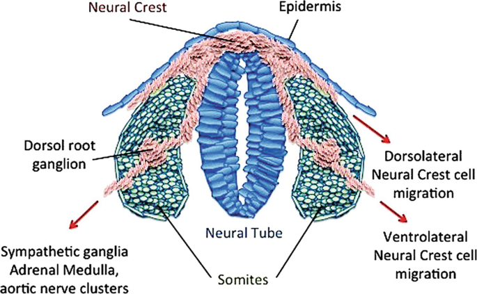 An illustration of the spinal cord model. Some of the labeled parts are the neural crest, epidermis, dorsolateral neural crest cell migration, ventrolateral neural crest cell migration, neural tubes located in the middle, somites, and the sympathetic ganglia adrenal medulla.