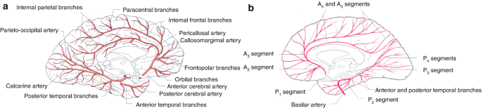 2 illustrations. a. The falx anterior cerebral arteries and the branches are labeled, including the internal parietal, paracentral, internal frontal, and frontopolar branches. b. The labeled segments are A 2, A 3, A 4, A5, P 1, P 2, P 3, P 4, basilar artery, and anterior and posterior temporal branches.