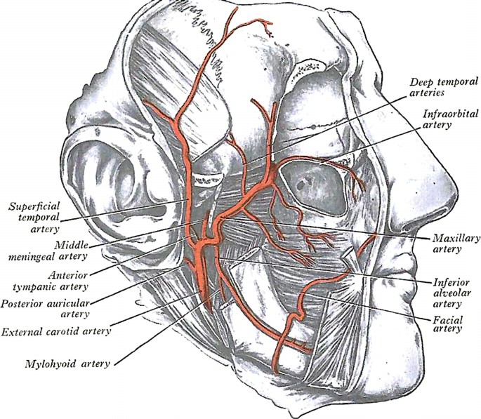 Radiopaedia - Drawing Middle ear ossicles: malleus, incus and