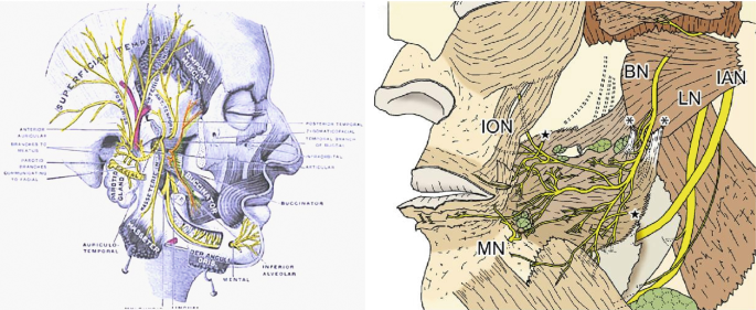 Marginal mandibular branch of the facial nerve - Wikipedia