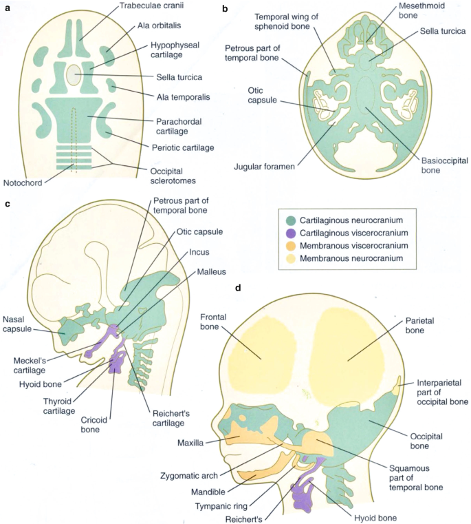 Neurocranium - Wikipedia