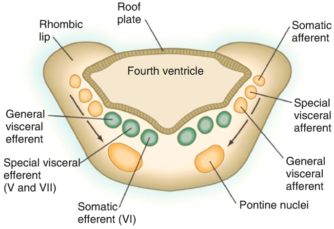 A diagram with fourth ventricle in the center. Clockwise from the top right, there are somatic afferent, special visceral afferent, general visceral afferent, pontine nuclei, somatic efferent, special visceral efferent 5 and 7, general visceral efferent, rhombic lip, and roof plate.