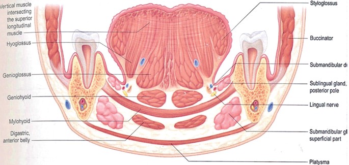 ANAT 411 Anterior View of the Muscles of Head & Neck Diagram