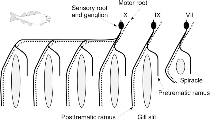 A diagram of the arches in the fish has spiracle and gill slit on the right end. Pretrematic ramus and posttrematic ramus are on either side of the slit. The sensory root and ganglion and motor root are on the top edge.