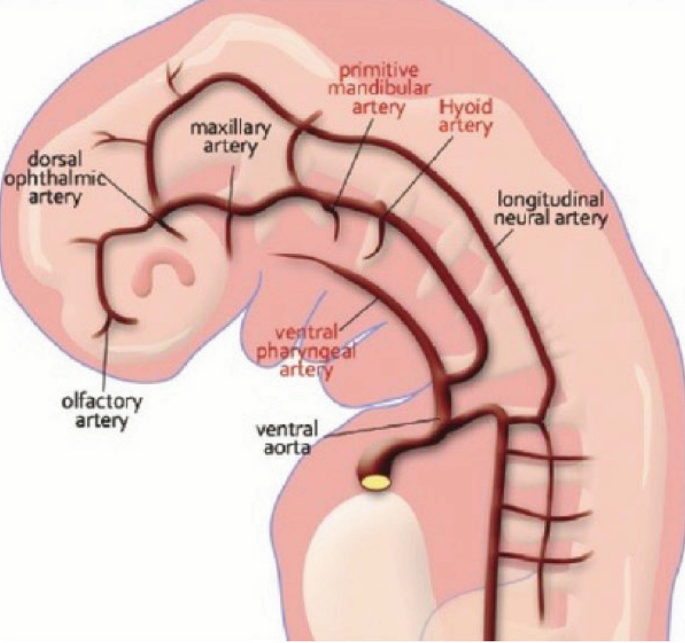 A cross-sectional view of an embryo has the parts like olfactory artery, dorsal ophthalmic artery, maxillary artery, primitive mandibular artery, hyoid artery, longitudinal neural artery, ventral pharyngeal artery, and ventral aorta.