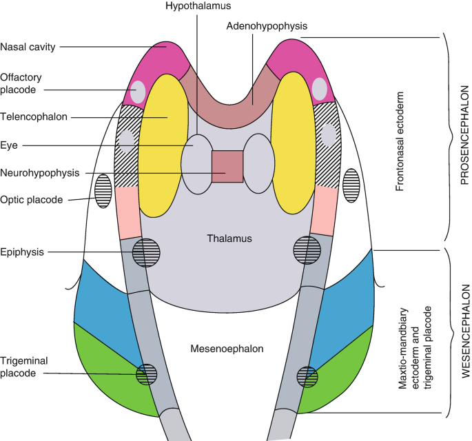 A top portion of an embryo has adenohypophysis at the top, followed by Prosencephalon, and mesencephalon. From above, there is an olfactory placode, optic placode, and trigeminal placode.