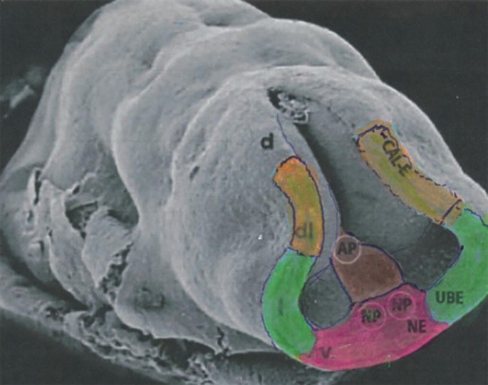 An electron micrograph of an embryo. The face has parts around the midline labeled d l, A P, C A L E, U B E, N E, V, N P, 1, and D.