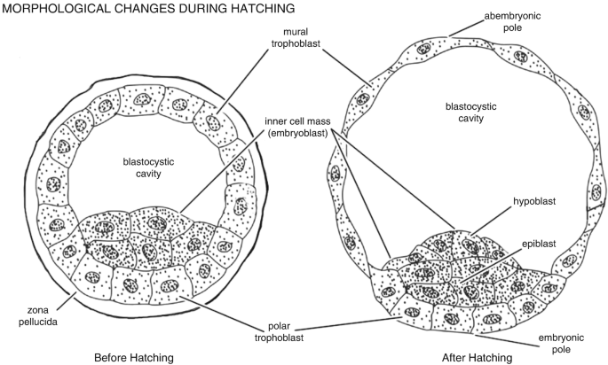 A diagram represents the morphological changes before and after hatching. In the pre-implantation stage, the mural trophoblast is covered by a layer. The inner cell mass is divided into hypoblast and epiblast after hatching.