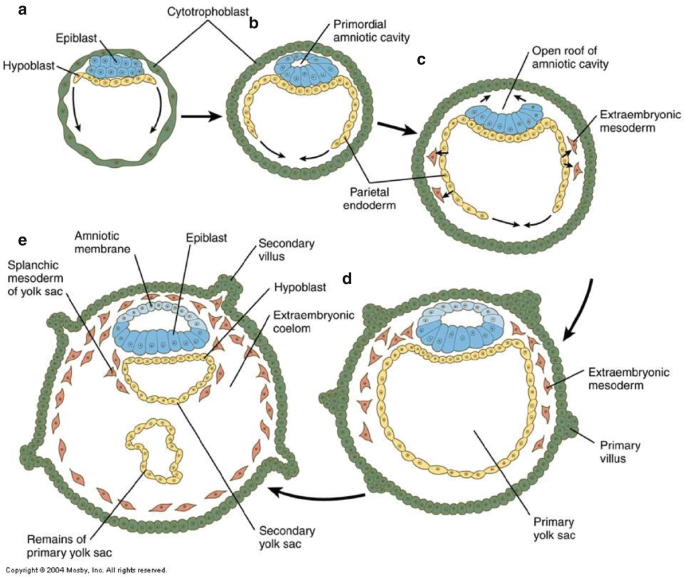 5 diagrams for Carnegie stages 4 to 5 for extraembryonic gastrulation. The epiblast forms a primordial amniotic cavity, and the hypoblast extends. The cavity opens the roof, and extraembryonic mesoderm is formed. D and E display the formation of the primary and secondary yolk sacs, respectively.