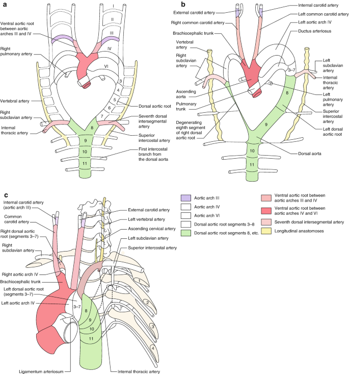 Diploic veins - Wikipedia