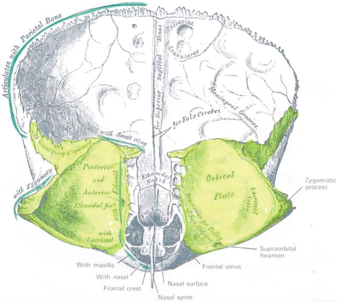 Solved The Dermis Extends Upward Between Ridges of