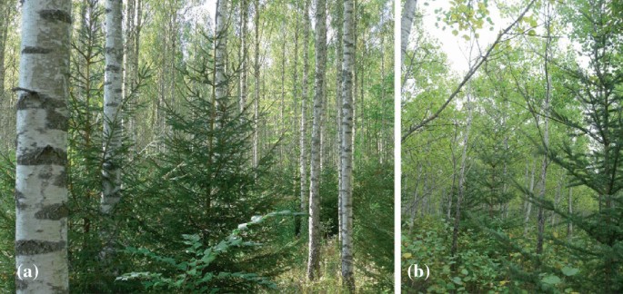 Two images. Both depict short and tall green trees. These trees have small twigs instead of long branches.