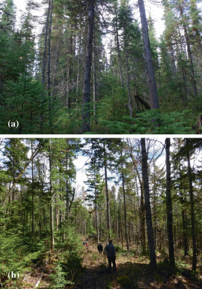 Two images. The first image depicts a large number of tall trees. The second image depicts individuals keeping an eye out for the damaged trees.