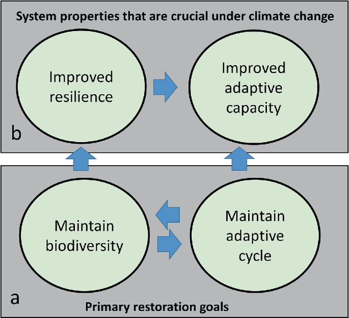 A cyclic chart reads as follows: improved resilience and adaptive capacity, maintain the adaptive cycle, and biodiversity. The first 2 steps fall under system properties that are crucial under climate change, and the other 2 are primary restoration goals.