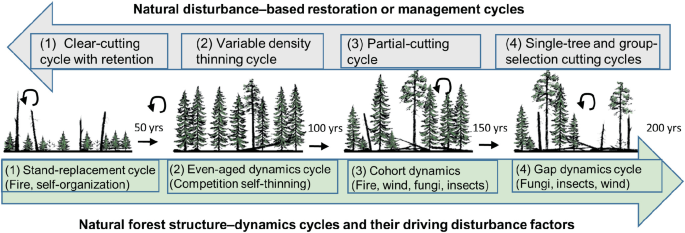 A backward flowchart depicts natural disturbance-based restoration or management cycles in 4 steps. A forward flowchart depicts natural forest structure dynamics, cycles, and their driving disturbance factors.