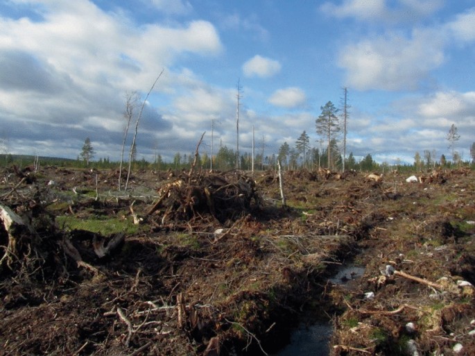 A photograph depicts a few hectares of forest stand that has been cleared and stump harvested.