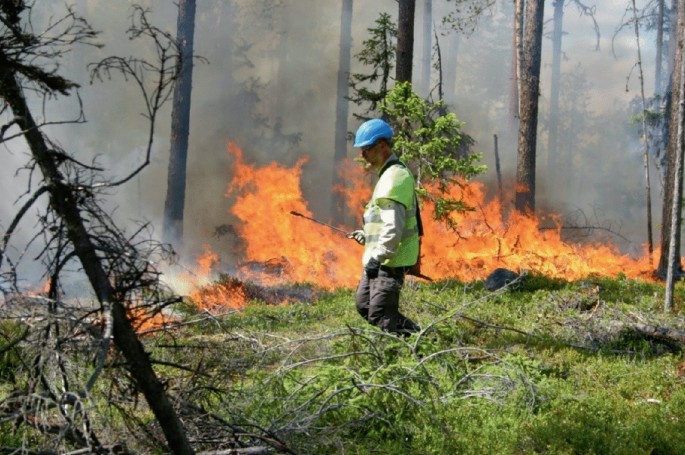 A photograph displays the fire manager burning the forest stand to modify soil properties and promote the establishment of a new tree cohort.