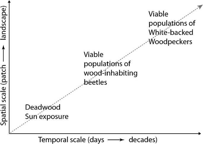 A graph depicts the spatial scale with respect to the temporal scale. It indicates deadwood sun exposure and viable populations of wood-inhabiting beetles and white-backed woodpeckers in an increasing trend.