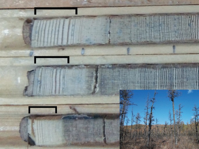 A photograph depicts annual growth rings on a section of 3 pieces of tree bark and an inset photo of short coniferous trees. Rings on the third bark are almost faded